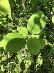 Crataegus triflora