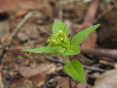 Acanthospermum hispidum