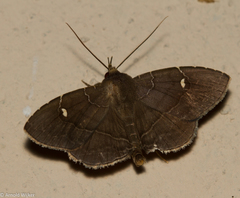 Gracilopsis guianensis