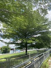 Terminalia molinetii