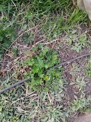 Potentilla intermedia