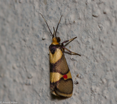 Nodozana rhodosticta