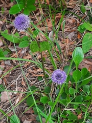Globularia bisnagarica