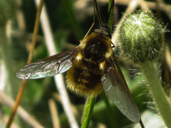 Bombylius mexicanus