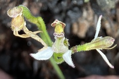 Eriochilus dilatatus
