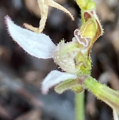 Eriochilus dilatatus