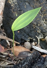 Eriochilus dilatatus