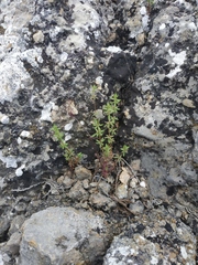 Galium tenuissimum