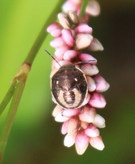 Holcostethus limbolarius