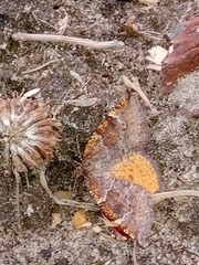 Epirranthis diversata