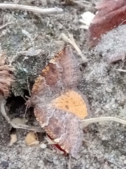 Epirranthis diversata