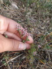 Fumaria kralikii