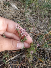 Fumaria kralikii