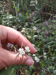 Valerianella pumila