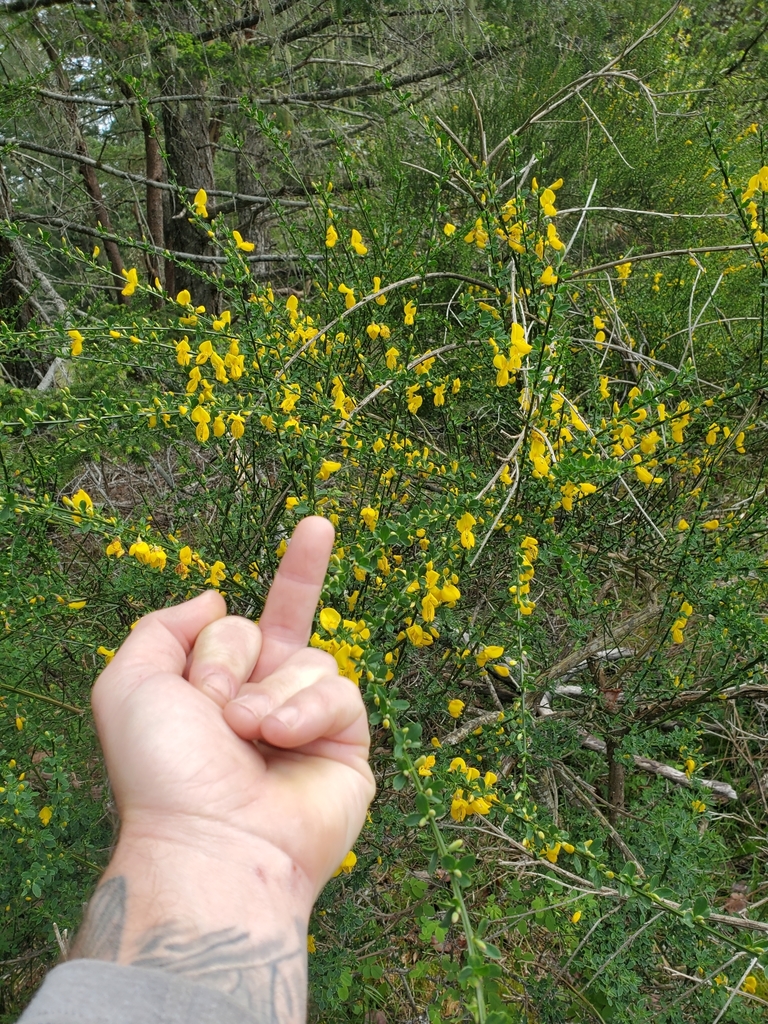 Cytisus scoparius, Cowichan Valley, CA-BC, CA