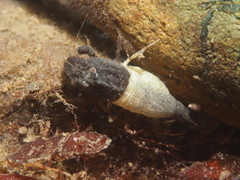 Mesocrangon munitella