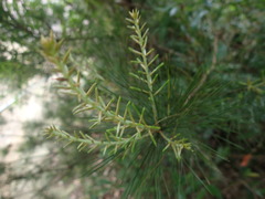 Pinus luchuensis