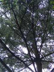 Pinus luchuensis