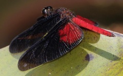 Diastatops pullata