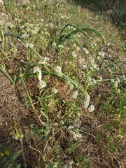 Valerianella coronata