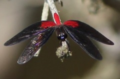 Diastatops pullata