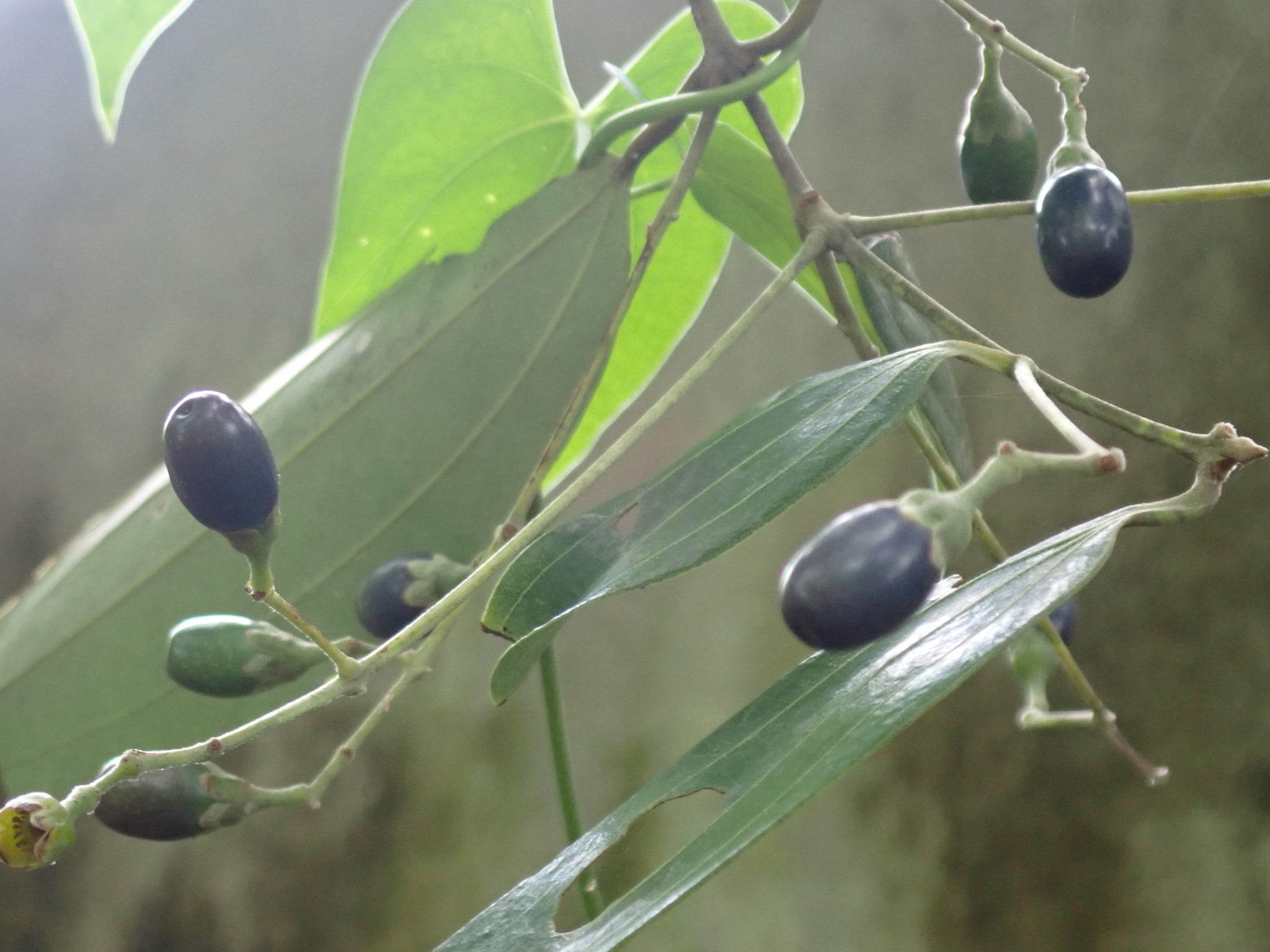 Cinnamomum burmanni (Cinnamomum burmanni)