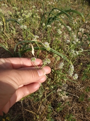 Valerianella coronata