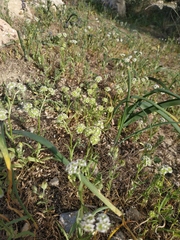 Valerianella coronata