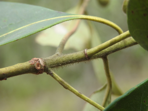 Lophostemon confertus
