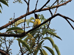 Leptocoma zeylonica