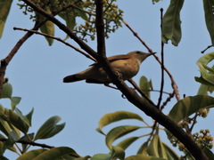 Acrocephalus dumetorum