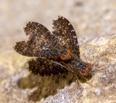 Trypetisoma sticticum