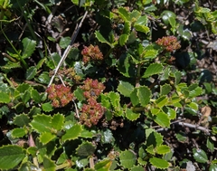 Ceanothus gloriosus