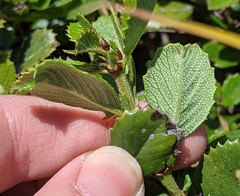 Ceanothus gloriosus