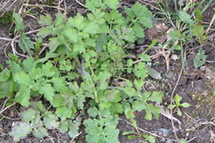 Chelidonium majus