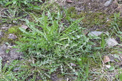 Taraxacum officinale