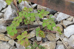 Aquilegia vulgaris