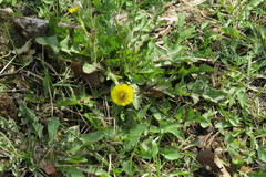 Tussilago farfara