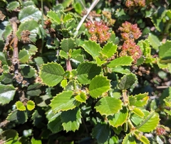 Ceanothus gloriosus
