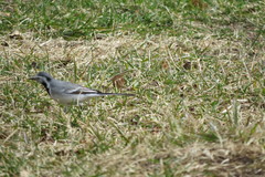Motacilla alba