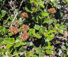 Ceanothus gloriosus