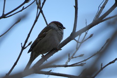 Passer montanus