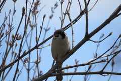 Passer montanus