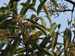 Leptocoma zeylonica