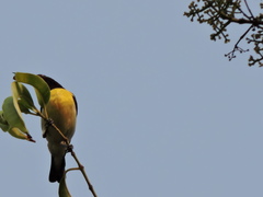 Leptocoma zeylonica