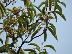 Leptocoma zeylonica