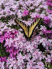 Papilio glaucus
