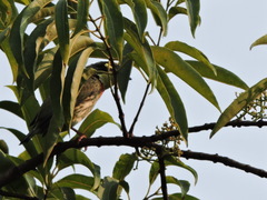 Psilopogon haemacephalus