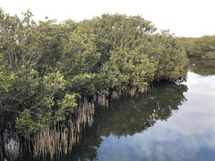 Avicennia marina