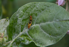 Tropidothorax fimbriatus